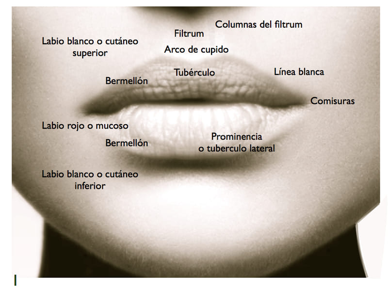 Queiloplastia-anatomia-labios