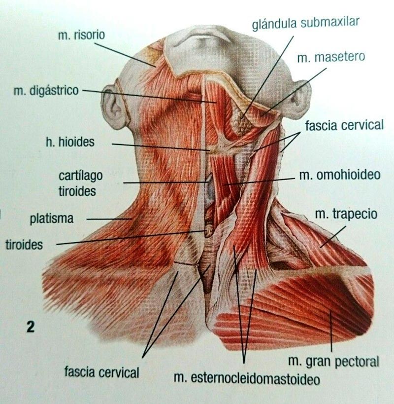 Musculatura del cuello. 