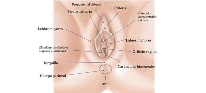 Labioplastia - cirugía estética intima femenina